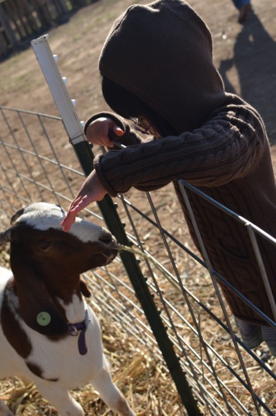 violet feeding goat