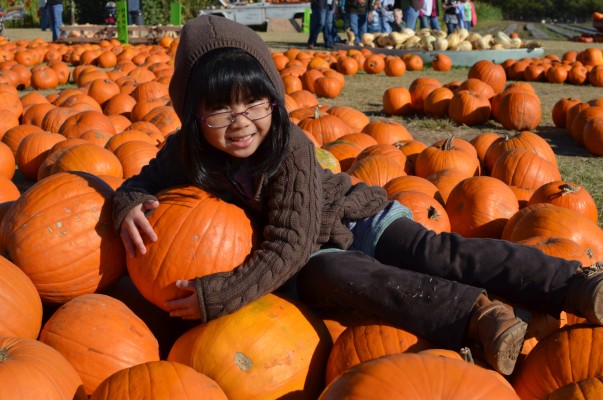 pumpkin hugger